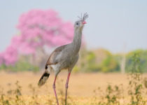 Red-legged Seriema