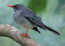 Red-legged Thrush