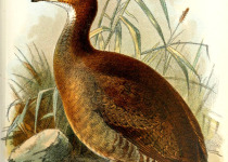Red-legged Tinamou