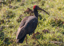 Red-naped Ibis