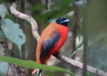 Red-naped Trogon