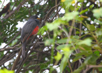 Red-naped Trogon