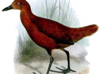 Red-necked crake