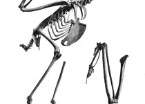 Red-necked Crested Serpent Eagle