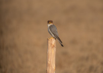 Red-necked Falcon