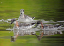 Red-necked Phalarope