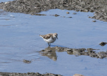 Red-necked Stint