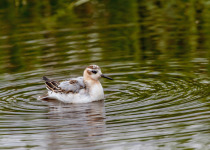 Red Phalarope