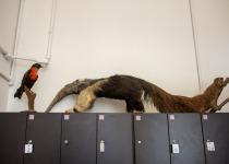 Red-ruffed Fruitcrow