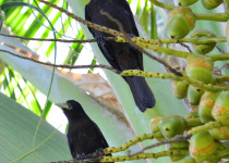 Red-rumped Cacique