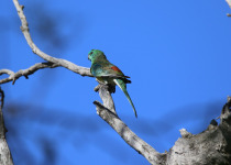 Red-rumped Parrot