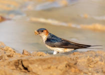 Red-rumped Swallow