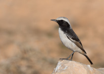Red-rumped Wheatear