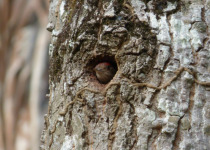 Red-rumped Woodpecker