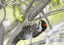 Red-rumped Woodpecker