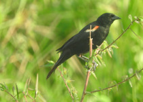 Red-shouldered Blackbird