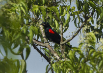 Red-shouldered Cuckooshrike