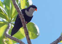 Red-shouldered Parrot