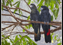 Red-tailed Black Cockatoo