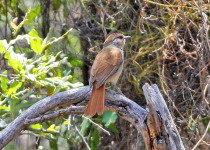 Red-tailed Greenbul