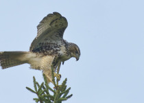 Red-tailed Hawk