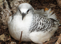 Red-tailed Tropicbird