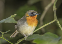 Red-throated Alethe