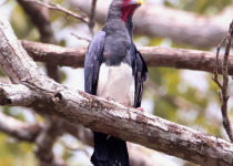Red-throated Caracara