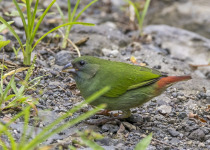 Red-throated Parrotfinch