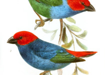 Red-throated Parrotfinch