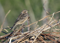 Red-throated Pipit