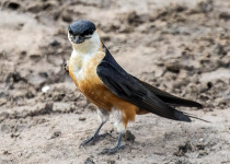 Red-throated Swallow