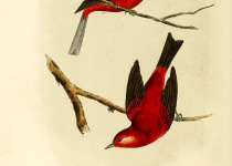Red Warbler