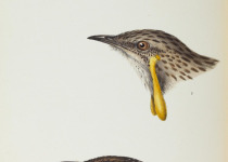Red Wattlebird