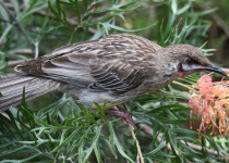 Red Wattlebird