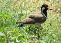 Red-wattled lapwing