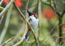 Red-whiskered Bulbul