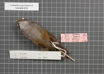 Red-winged Illadopsis