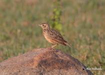 Red-winged Lark