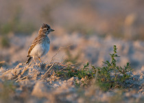 Red-winged Lark