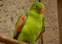 Red-winged Parrot