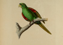 Red-winged Parrot