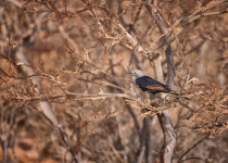 Red-winged Starling