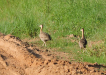 Red-winged Tinamou