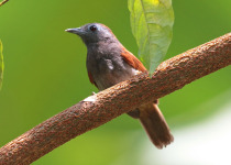 Red-winged Wood Partridge