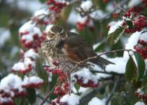 Redwing