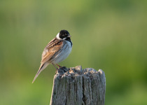 Reed Bunting