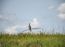 Reed Cormorant
