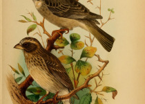 Reichard's Seedeater