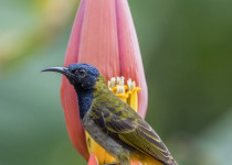 Reichenbach's Sunbird
